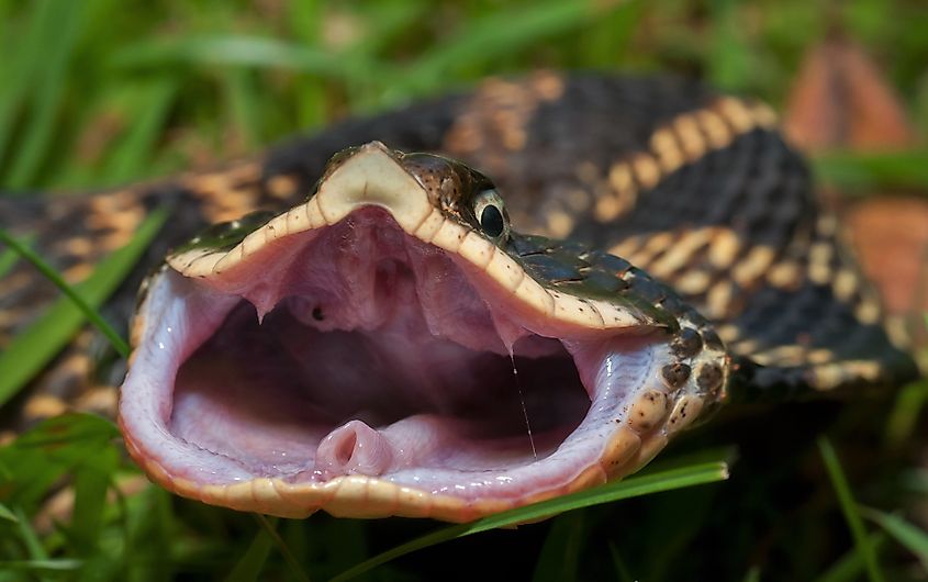 An eastern hognose snake posing aggressively, exposing its rear fangs.