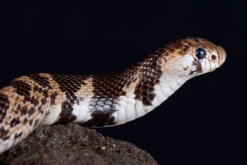 Shield-Nosed Cobras (Aspidelaps)