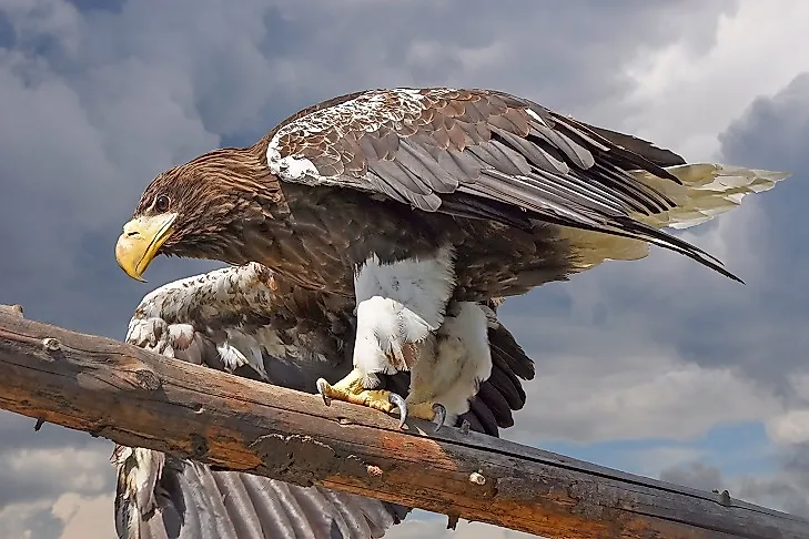 white tailed eagle