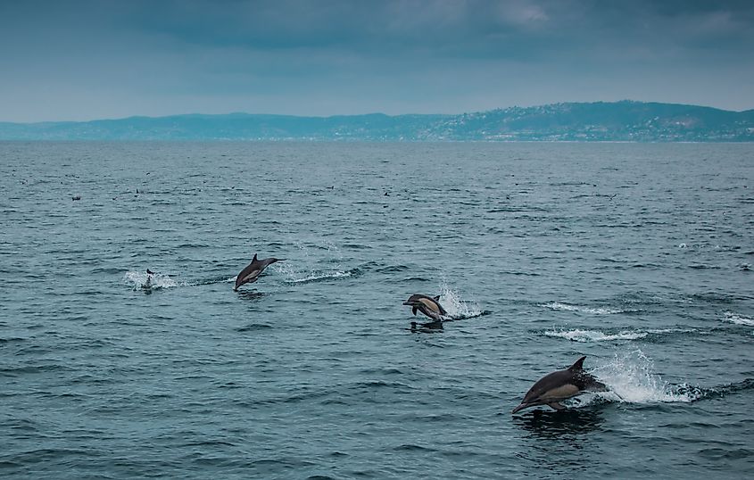 Dolphins near Dana Point in California.