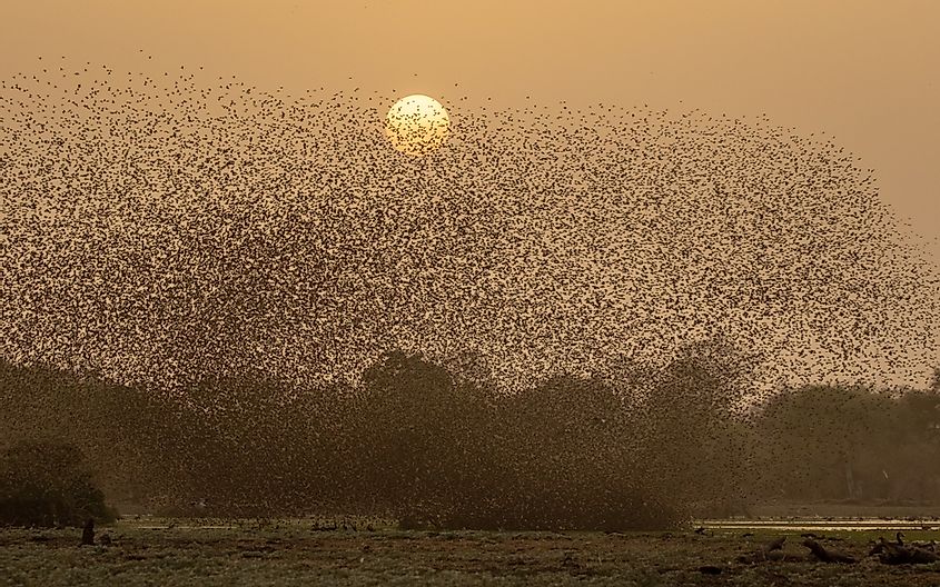 Thousands and thousands of red billed queleas flying up from the water in Zakouma National Park in Chad
