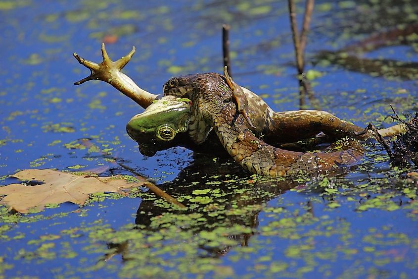 A northern water snake eats a frog in New Jersey