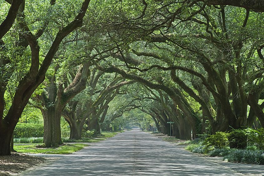 Oak canopied South Boundary Street in Aiken, South Carolina.