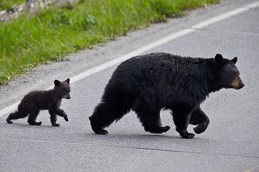 A female black bear and cub crossing the road.