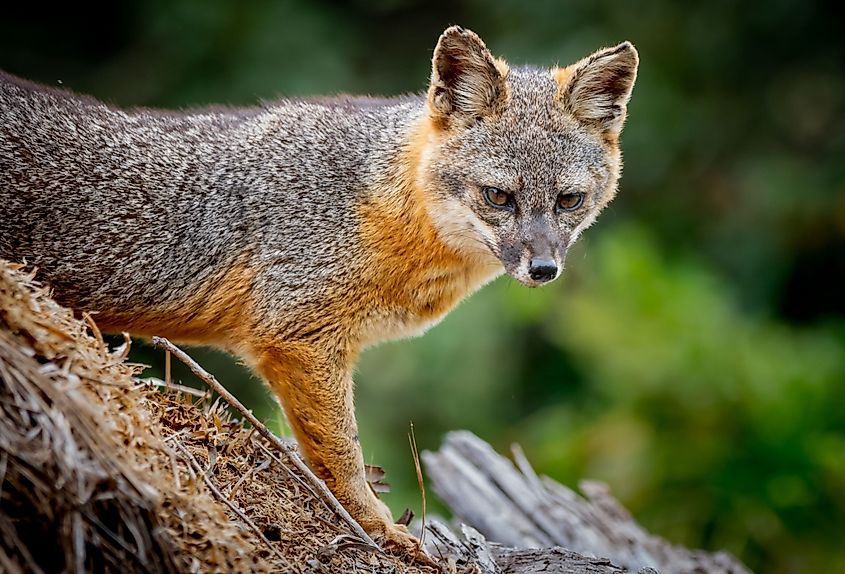 Close-up image of an island fox on Santa Cruz Island.