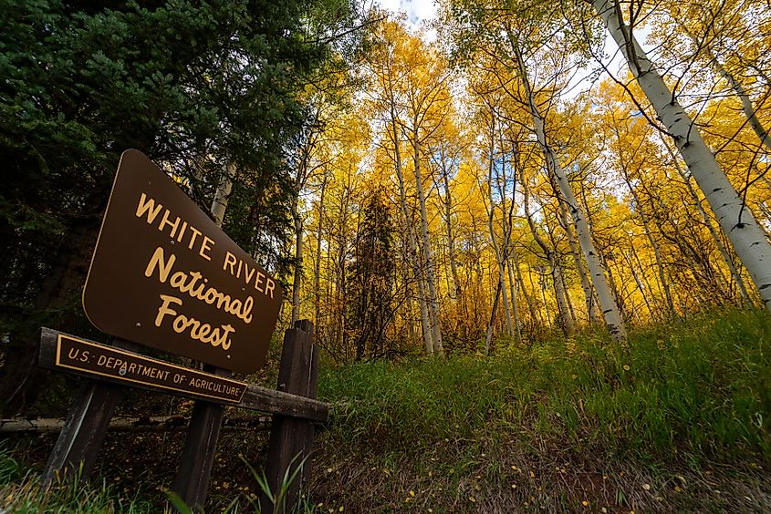 A sign for the White River National Forest on Maroon Creek Road, which provides access to the Maroon Bells, surrounded by golden Aspen trees.