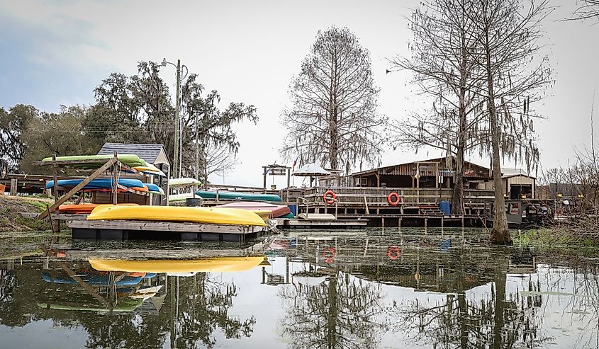 Champagne's Cajun Swamp Boat Tours offers swamp tours of Lake Martin and its wildlife, Breaux Bridge, Louisiana