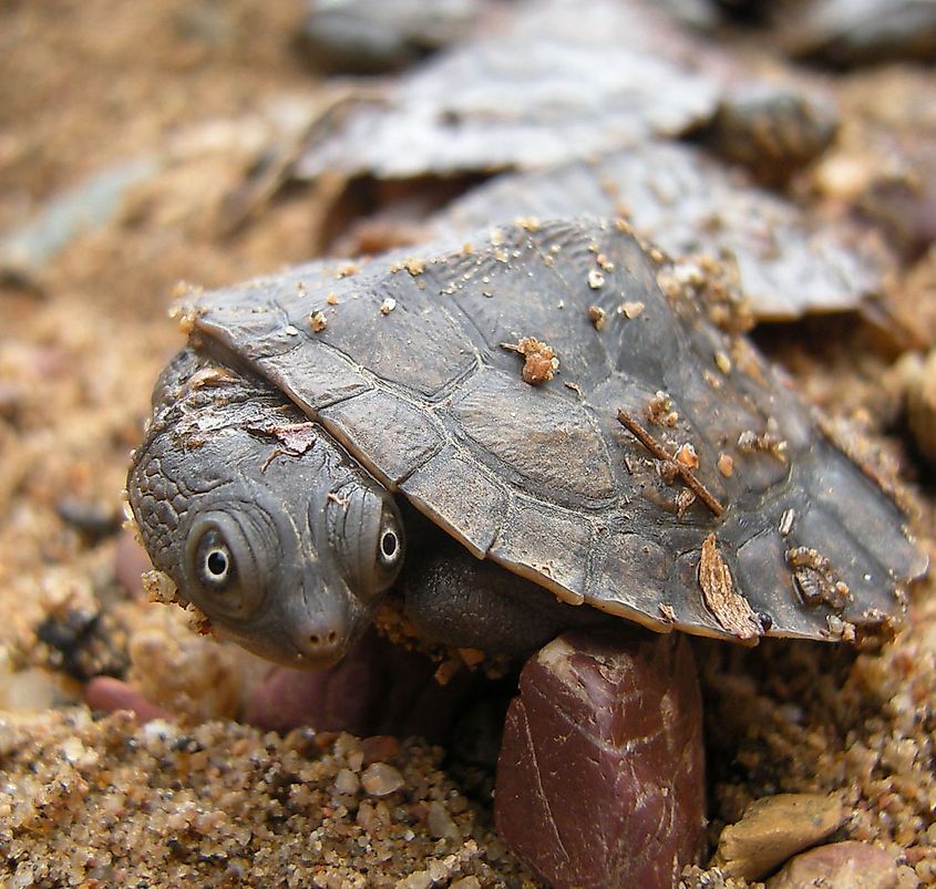 Mary River turtle