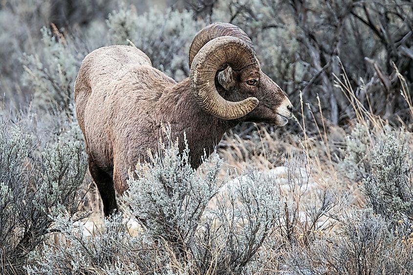 Bighorn sheep ram standing in sagebrush of Shoshone National Forest, Wyoming.