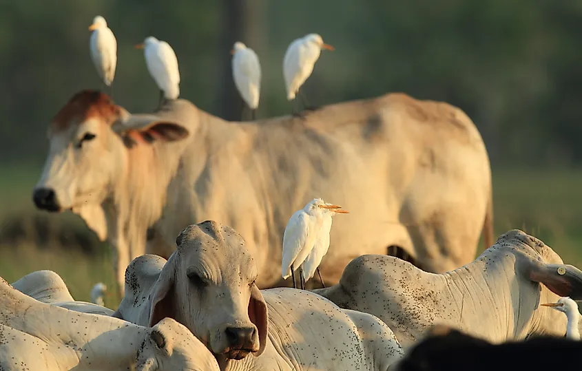 Cattle egrets perched on top of cattle.