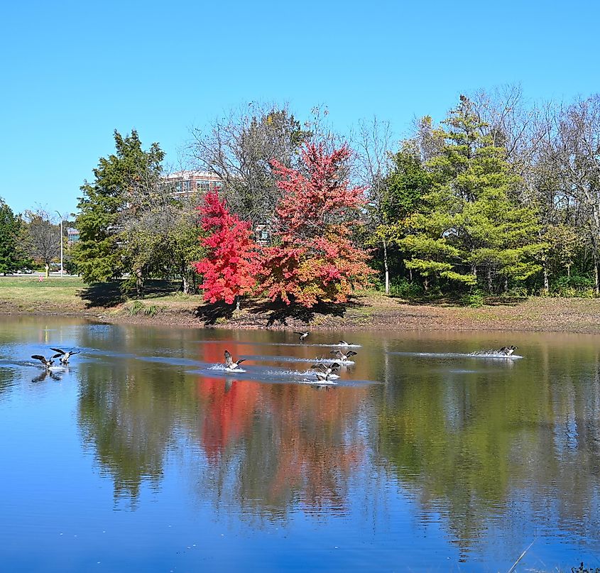 Ducks landing in Leawood, Kansas.