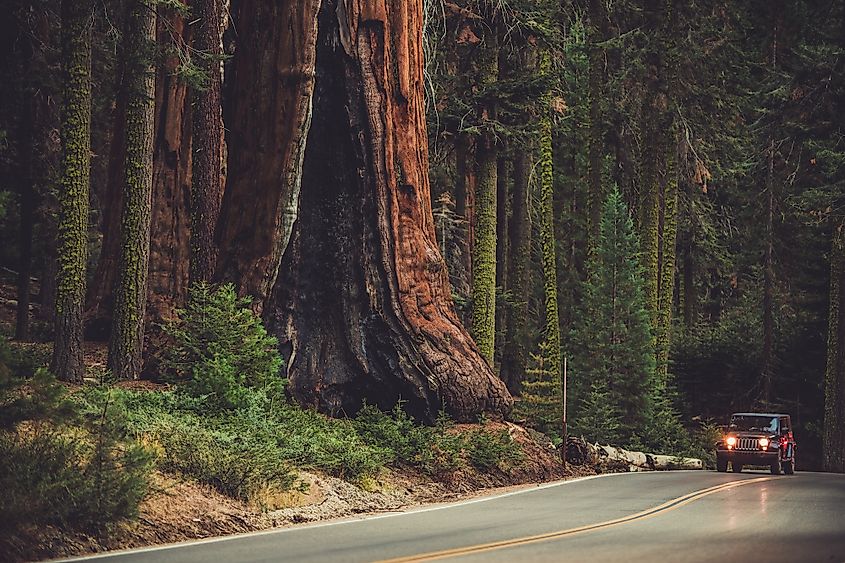 sequoia national park