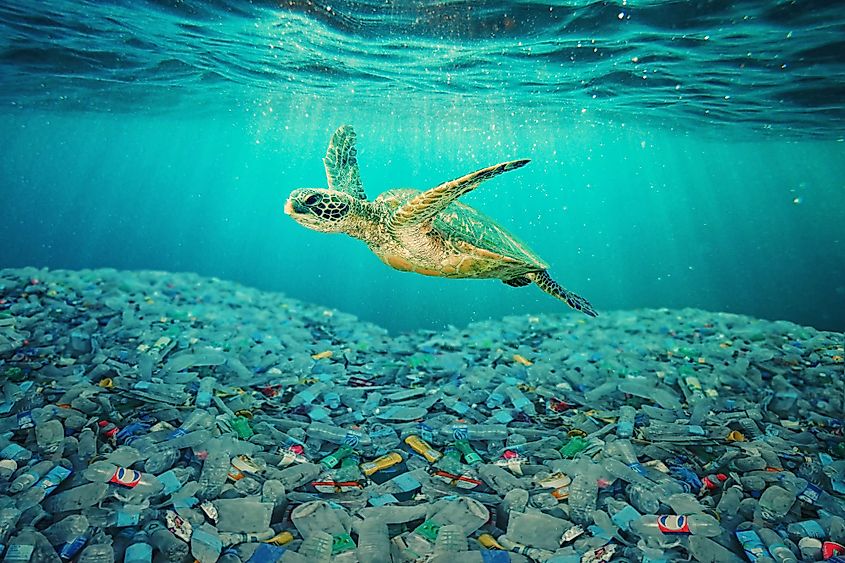 Sea turtle swimming in ocean invaded by plastic bottles