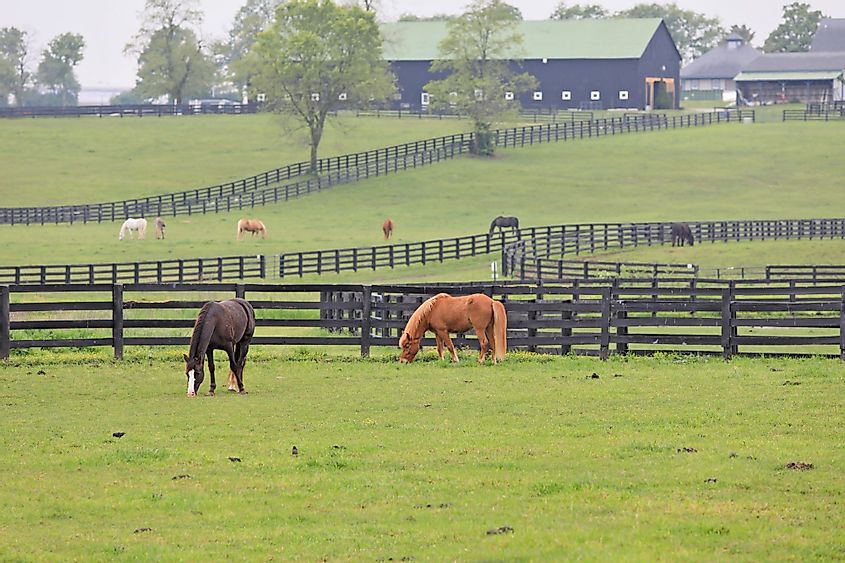 Horses graze in the pastures at Kentucky Horse Park