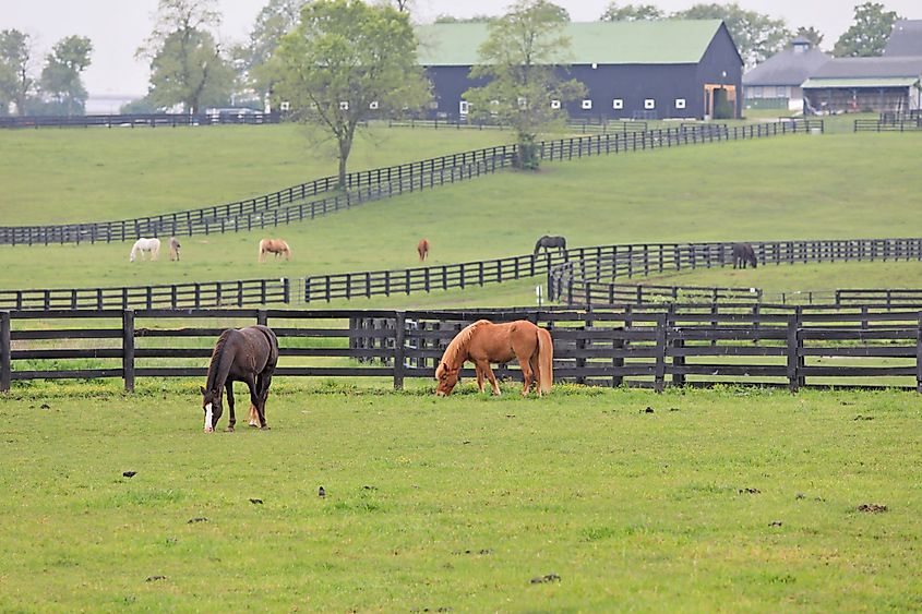 Horses graze in the pastures at Kentucky Horse Park