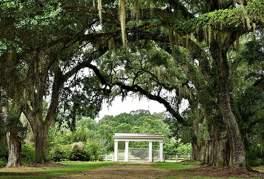 Canopy of Live Oak Branches over Entrance to Rosedown Plantation, State Historic Site, in St. Francisville, Louisiana.