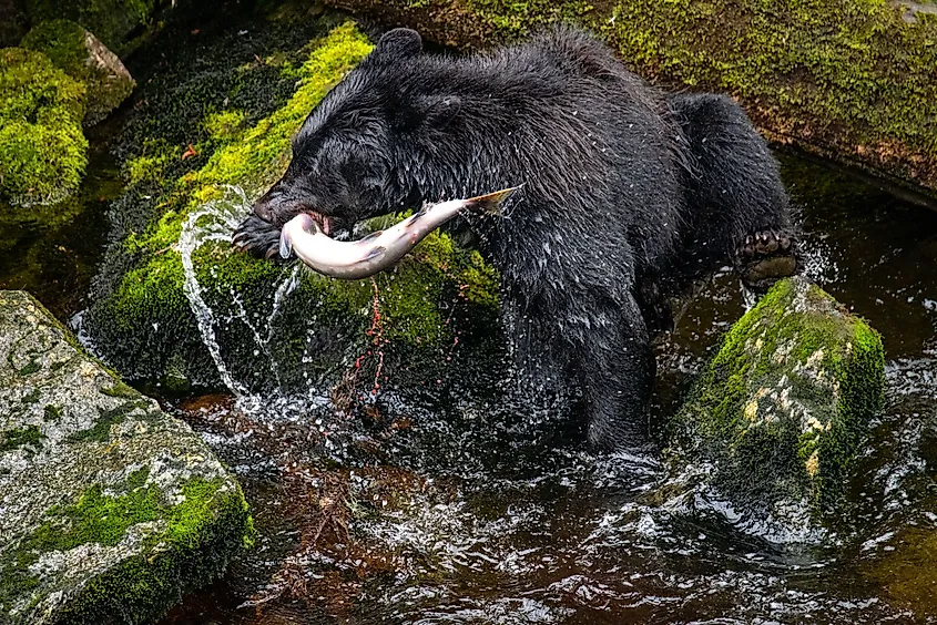 A black bear fishing salmon in the Anan Wildlife Observatory, Tongass National Forest.