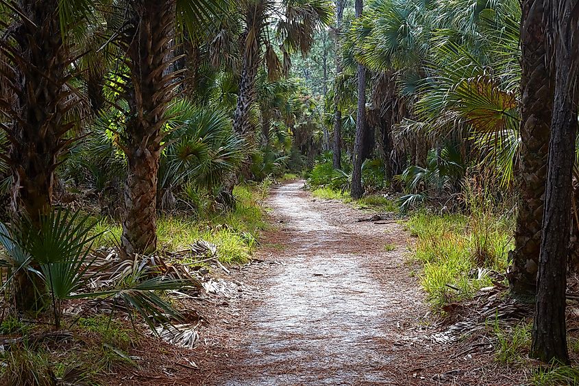 Hiking trail at Bulow Creek State Park near Palm Coast, Florida