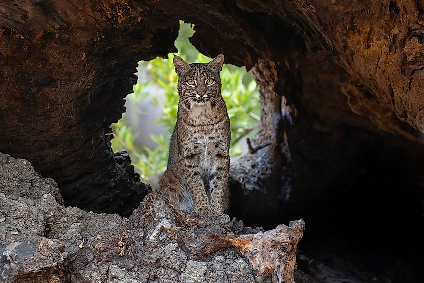 A gorgeous bobcat in a cave.