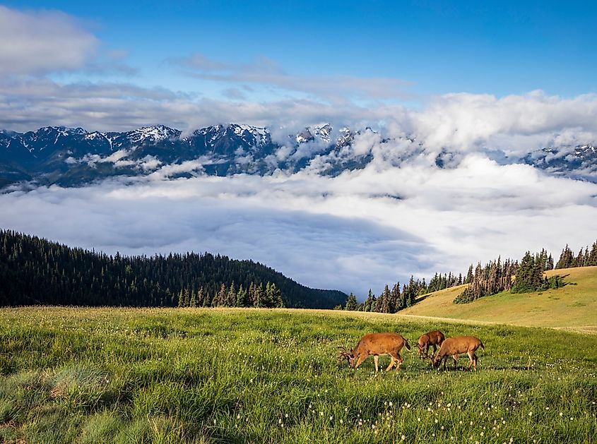  Hurricane Ridge Trail in Olympic national park 