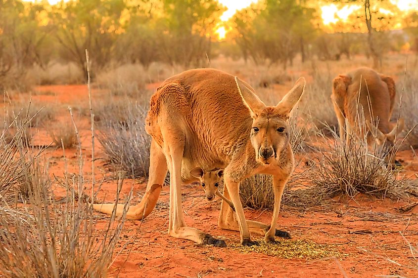 Red female kangaroo with a joey in a pocket