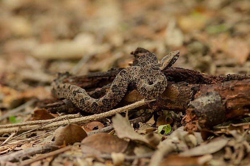 Saw Scales Pit Viper in Trincomalee, Sri Lanka