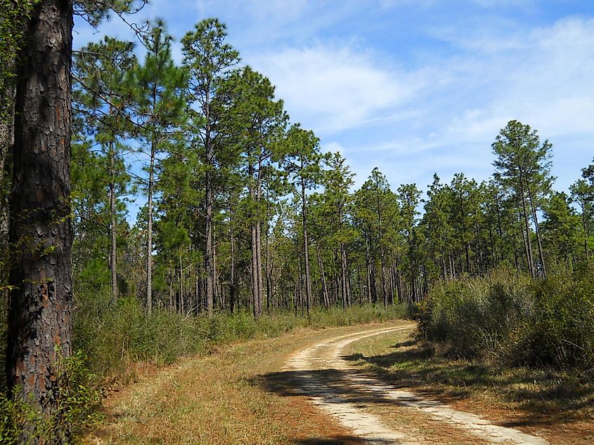 Longleaf, slash, and loblolly pines in DeSoto National Forest, Stone County, Mississippi