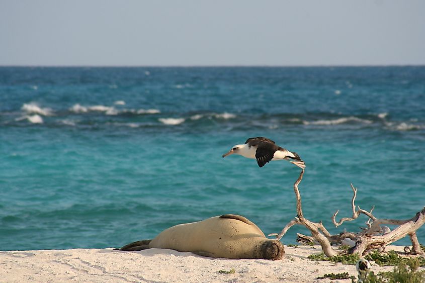 The atoll is an important refuge for Hawaiian monk seals and Laysan albatrosses. Credit: By Duncan Wright, USFWS - Own work, Public Domain, https://commons.wikimedia.org/w/index.php?curid=864331