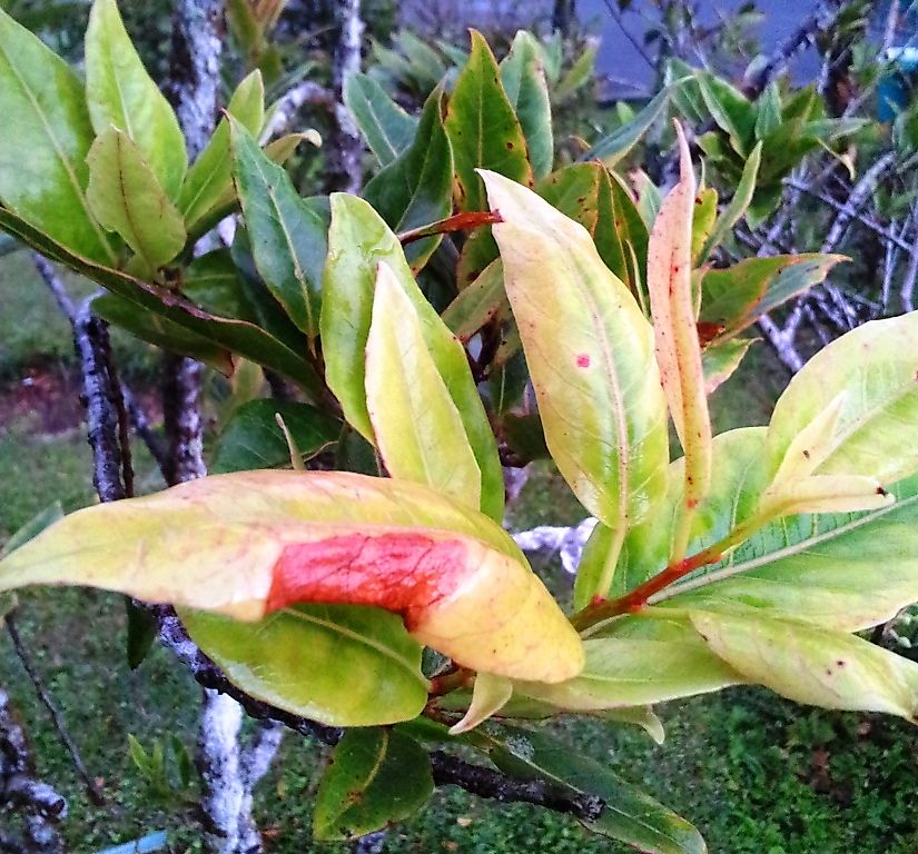 Elaeocarpus bojeri - Monvert, Mauritius.