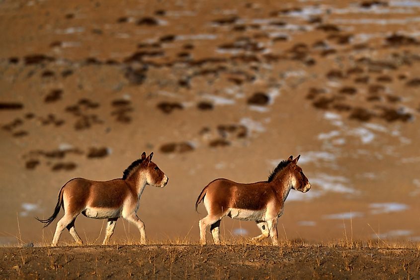 Kiang in the grasslands of the Tibetan Plateau.