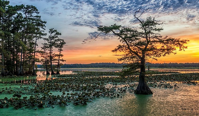 Sunset over Bald Cypress from Grassy Island on Reelfoot Lake National Wildlife Refuge in Tennessee.