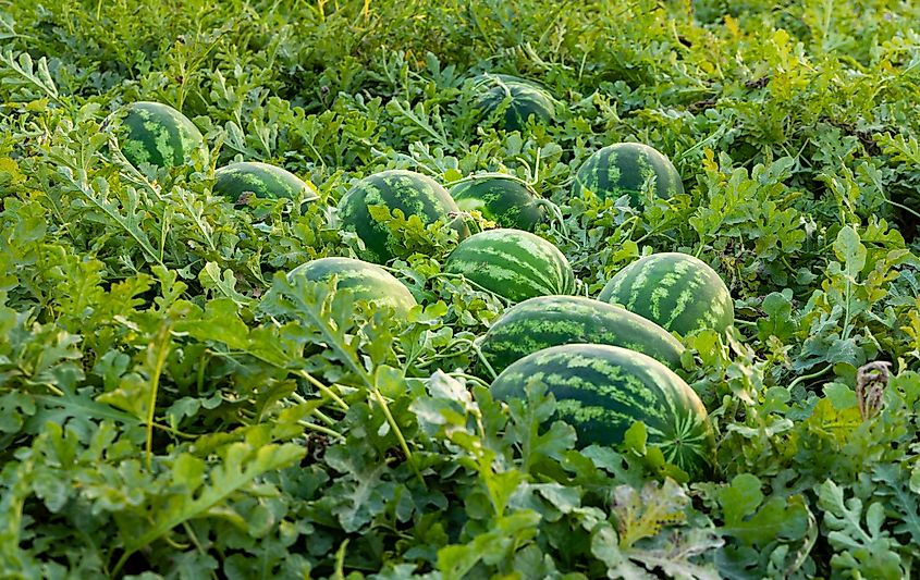 Watermelon Field