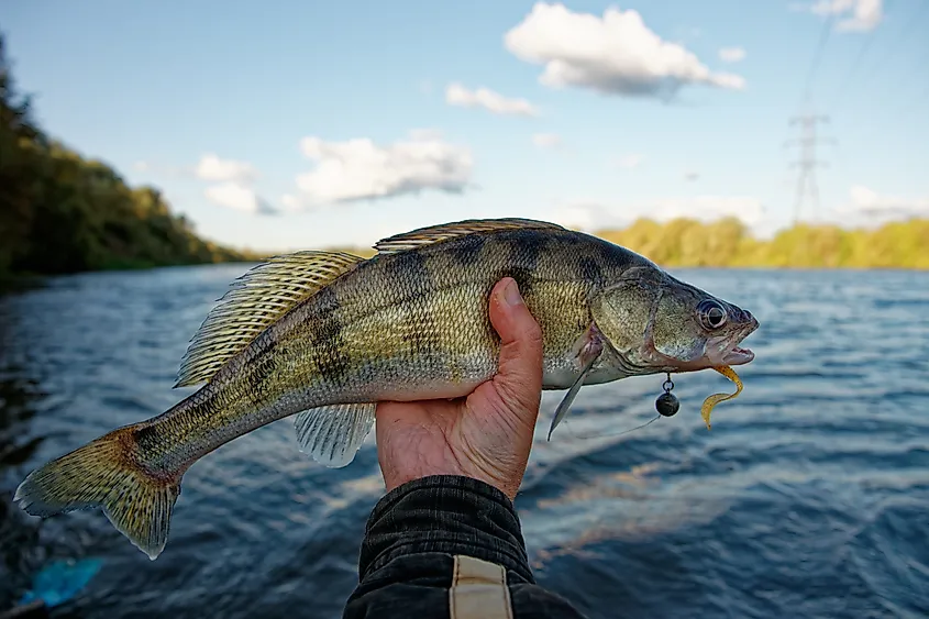 A fisherman holding a walleye.