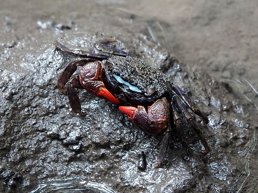 Types of Animal Feeding By Mode of Ingestion WorldAtlas