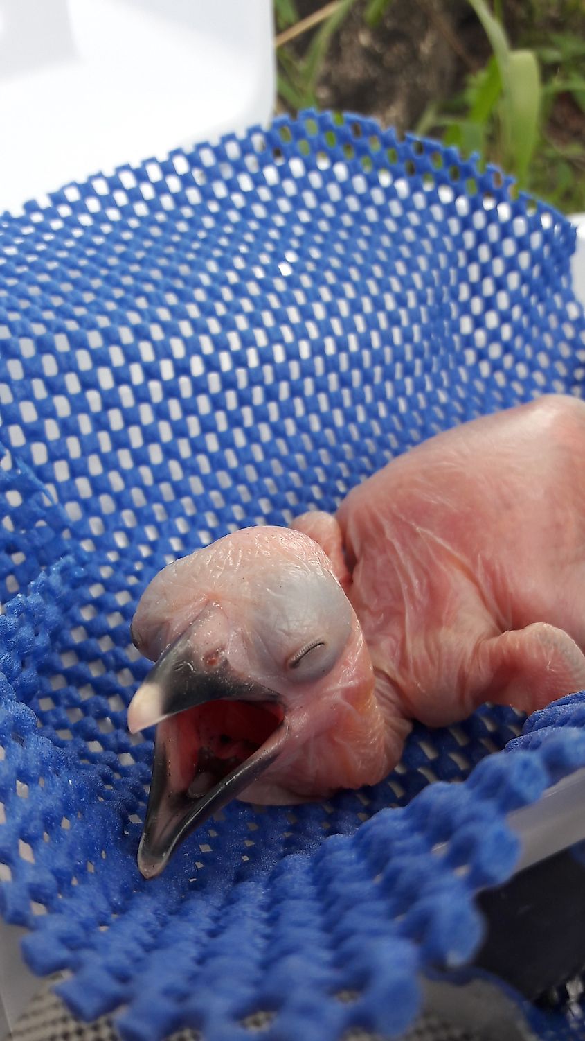 A Southern ground hornbill chick.