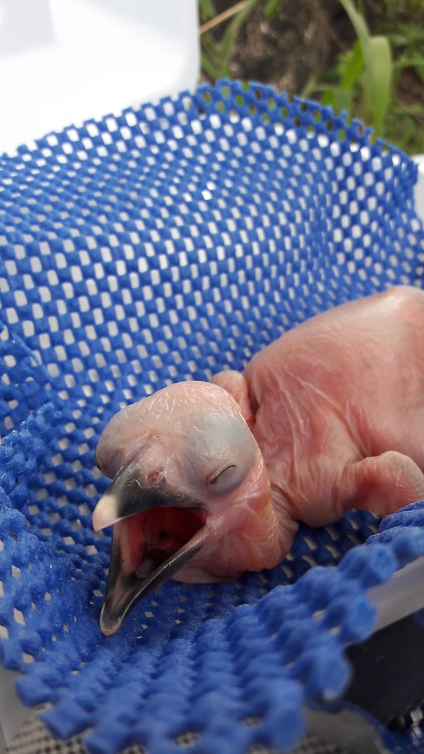 A Southern ground hornbill chick. 