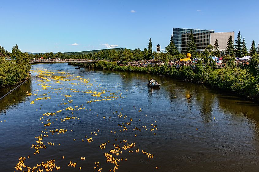 The annual Rubber Duck race on the Chena River is a popular event in Fairbanks, Alaska.