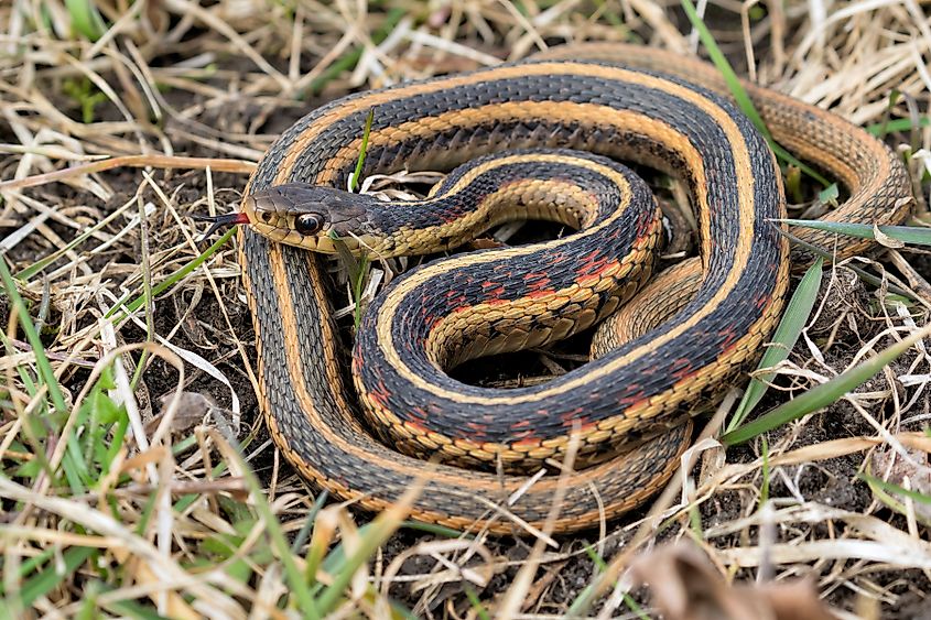 Common garter snake.