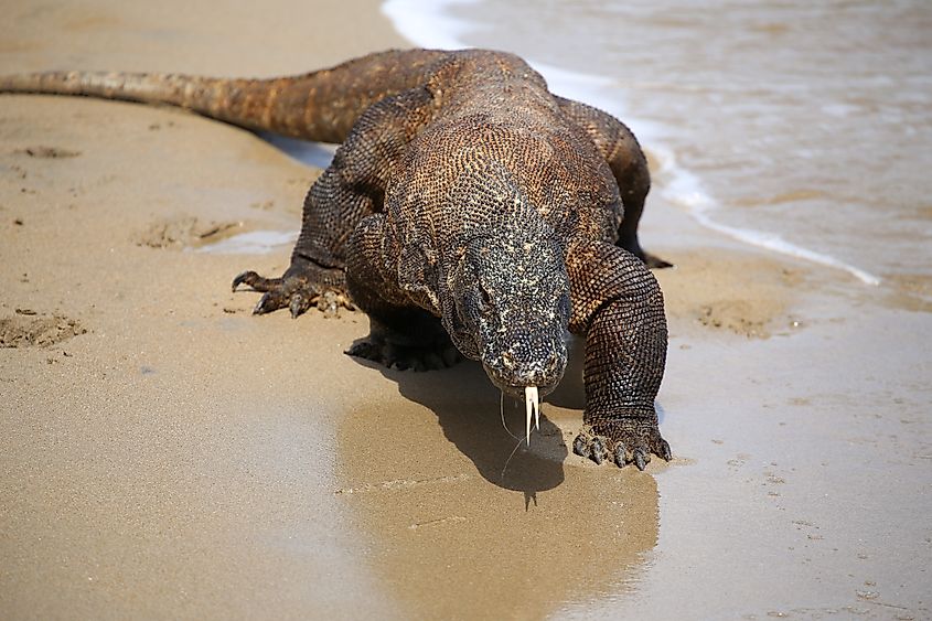 Komodo dragon