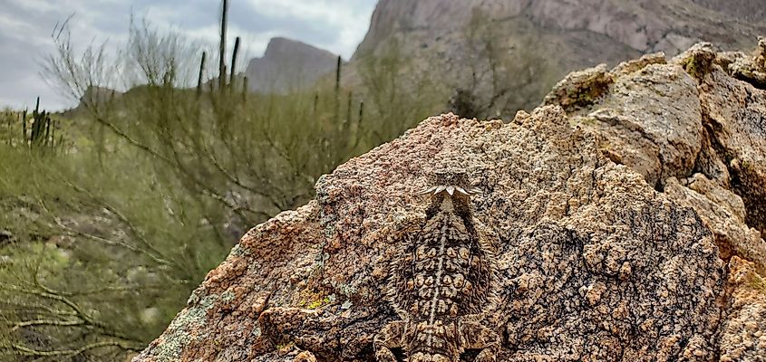 A horned lizard camouflaged against the desert rocks.