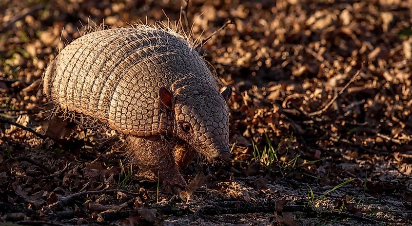 Giant armadillo