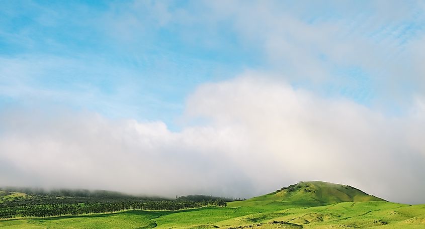 Scenic view from Kamuela, Waimea of Kohala mountain with lush green ranch fields, and pu'u (hills) on Hawaii Big Island.