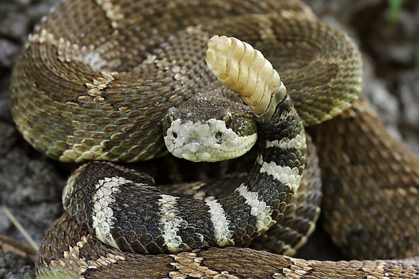 A Northern Pacific rattlesnake.