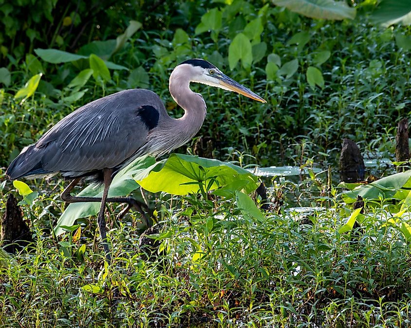 Great Blue Heron hunting along a wetland area in Osage Park, Bentonville.