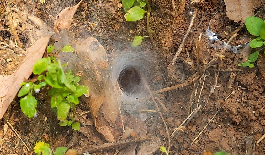 Funnel web spider web.