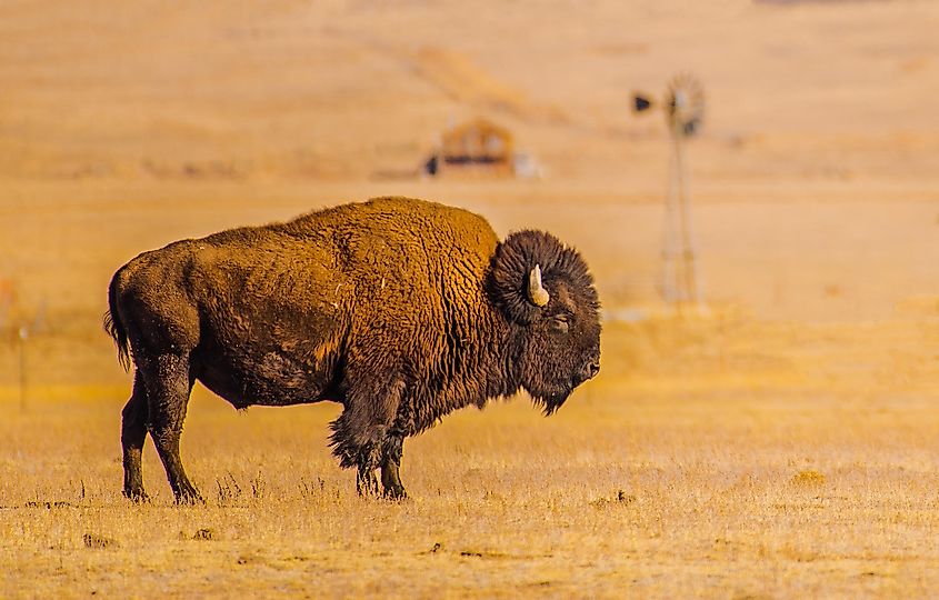 An American bison in the plains.