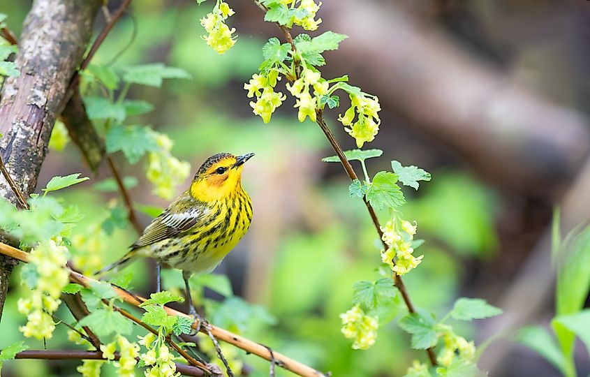 Cape May Warbler perched in Magee Marsh Ohio
