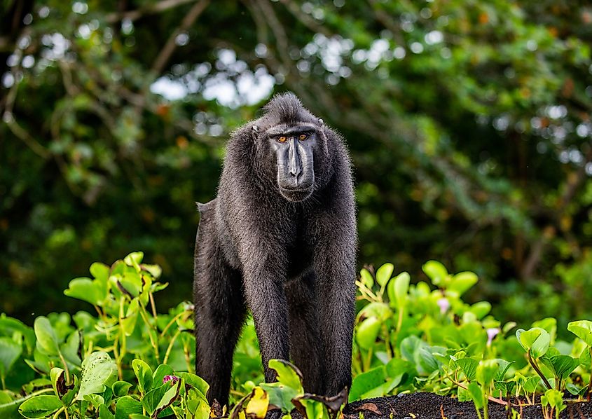 Celebes crested macaque is standing on the sand against the back.