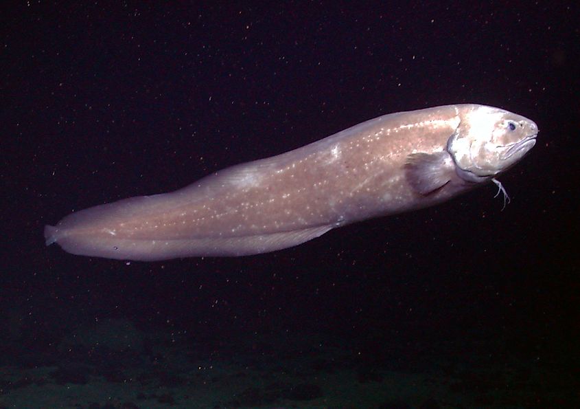 Giant cusk eel (Spectrunculus grandis) on the Davidson Seamount at 3288 meters.