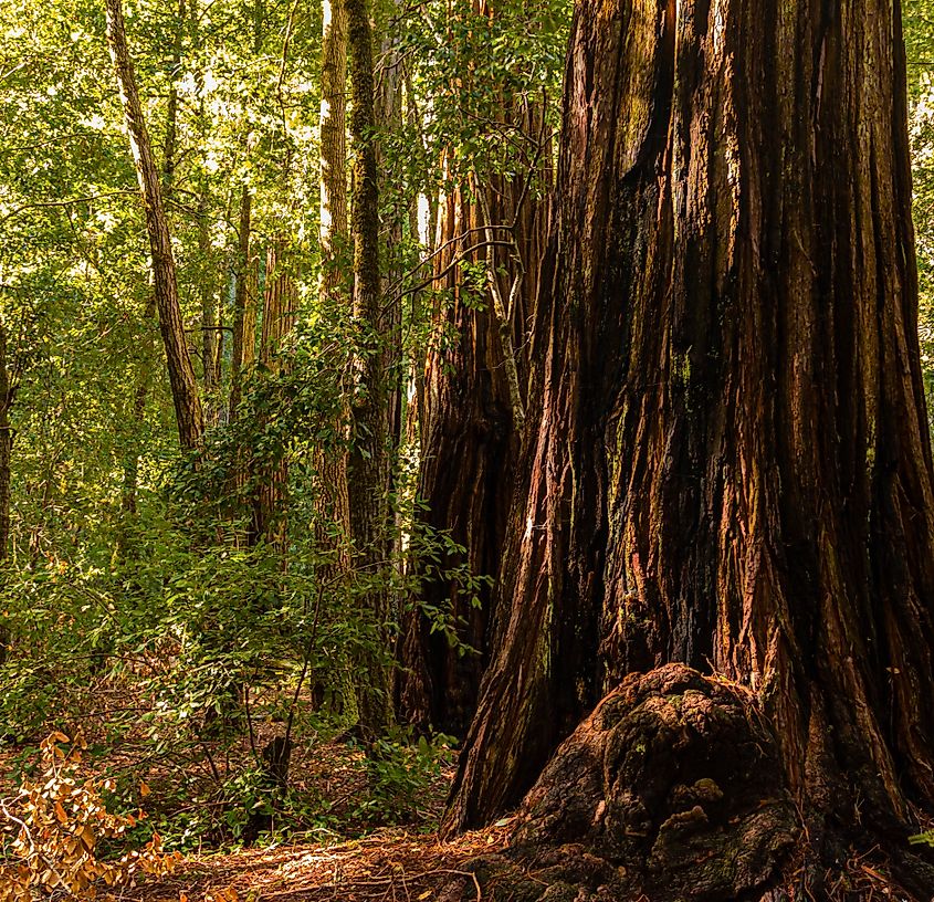 Redwoods regrowing after the 2020 fire at Big Basin Redwoods State Park, California.